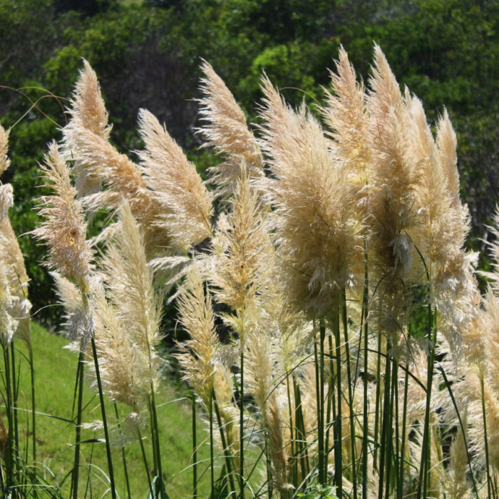 Pampas gras (Cortaderia sell. 'Pumila') main product photo