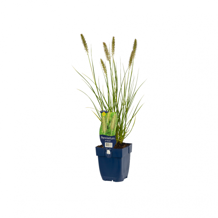Lampepoetsersgras (Pennisetum alop. 'Hameln') main product photo