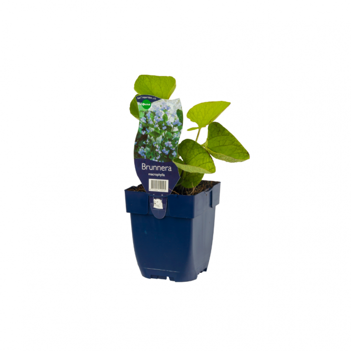 Kaukasiche vergeet-mij-niet (Brunnera macrophylla) main product photo