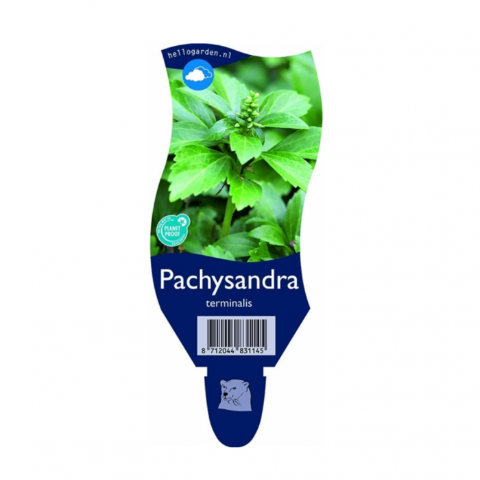 Dikkemanskruid (Pachysandra terminalis) main product photo