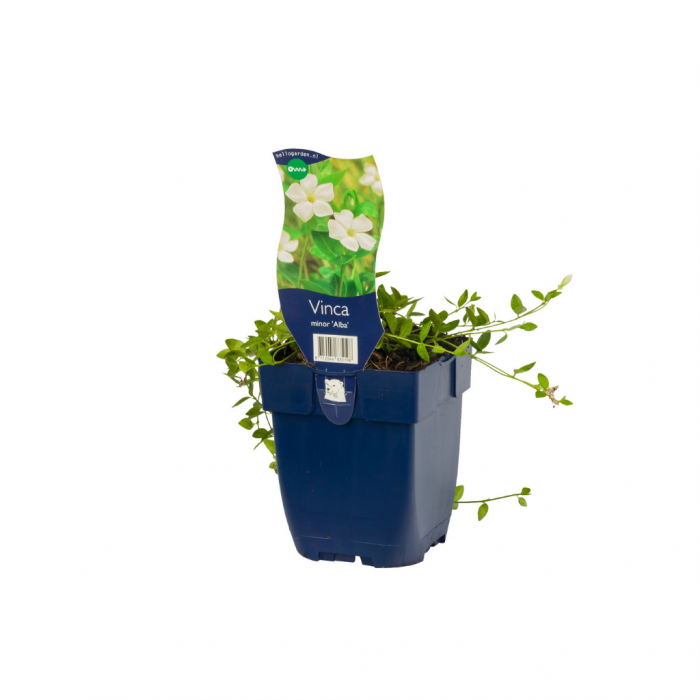 Kleine maagdenpalm (Vinca minor 'Alba') main product photo