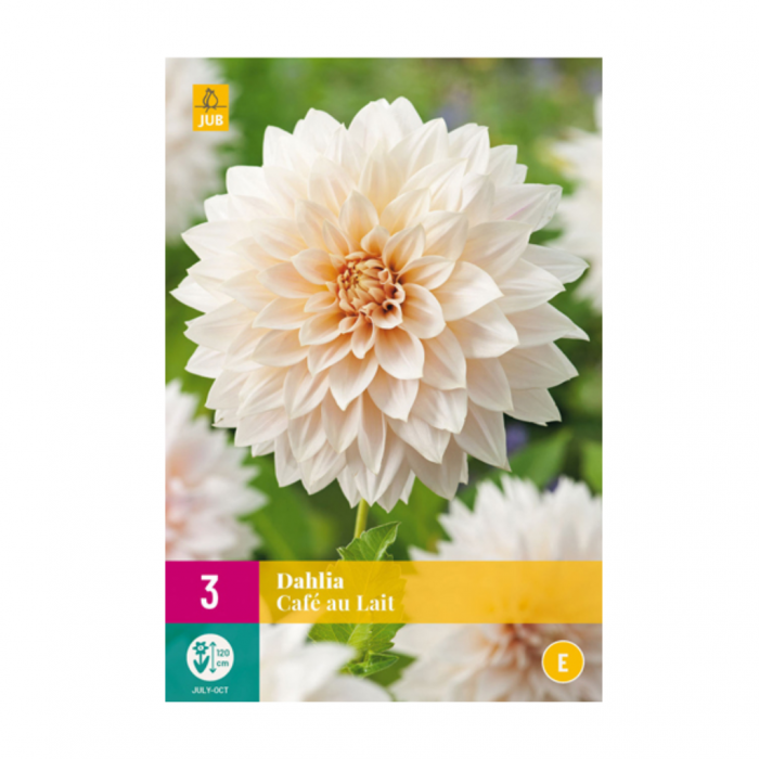 Dahlia café au lait 3 bollen main product photo