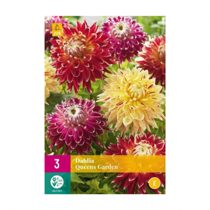 Dahlia queens garden 3 bollen main product photo