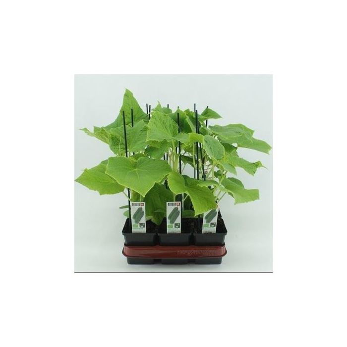 Mini komkommer Geënte (Cucumis Sativus) BIO main product photo
