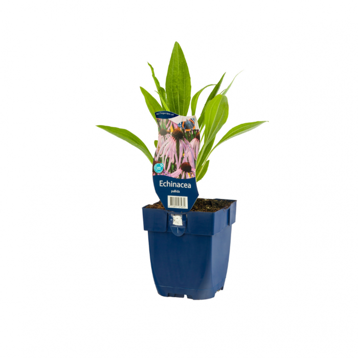 Egelzonnehoed (Echinacea pallida) main product photo