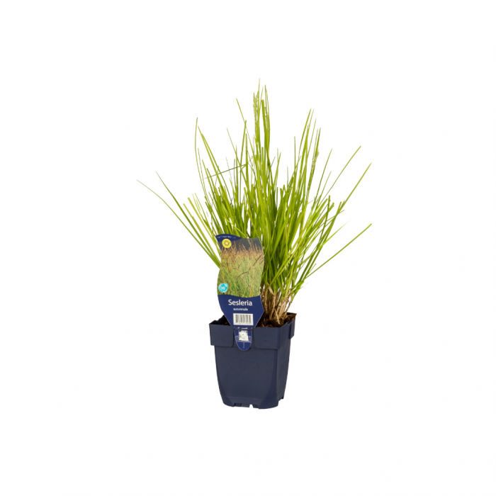 Blauwgras (Sesleria autumnalis) main product photo
