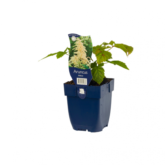Geitebaard (Aruncus dioicus) main product photo