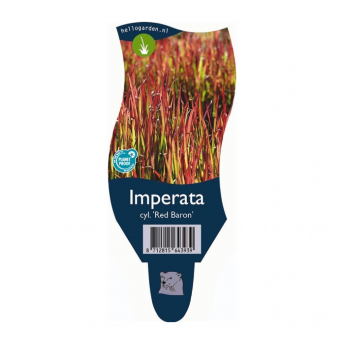 Japans bloedgras (Imperata cylindrica 'Red Baron') main product photo