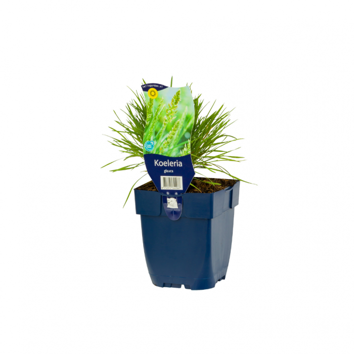 Fakkelgras (Koeleria glauca) main product photo