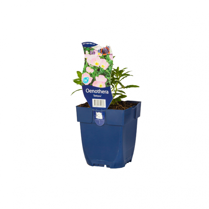 Teunisbloem (Oenothera 'Siskiyou') main product photo