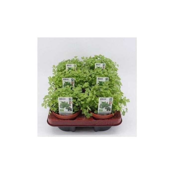 Peterselie plat (Petroselinum crispum) BIO main product photo