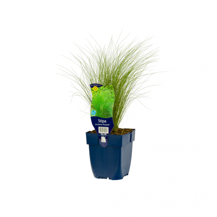 Vedergras (Stipa tenuissima 'Ponytails') main product photo