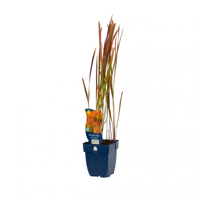 Japans berggras (Hakonechloa macra 'All Gold') main product photo