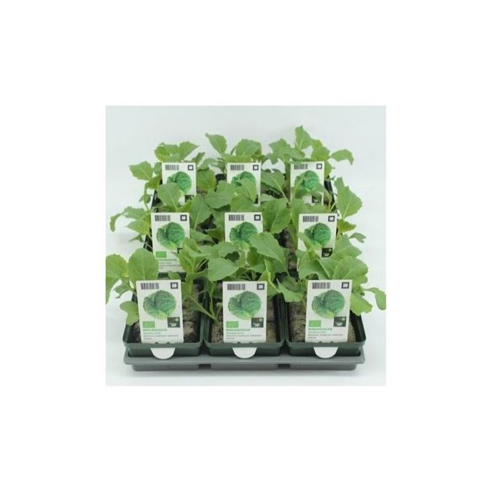 Groene kool (Brassica oleracea var. Medullosa) BIO main product photo