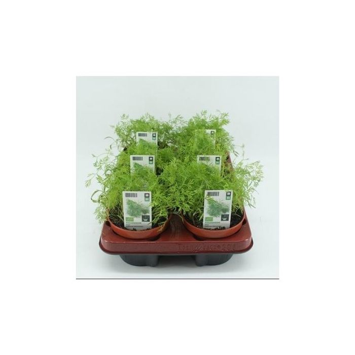 Dille (Anethum Graveolens) BIO main product photo