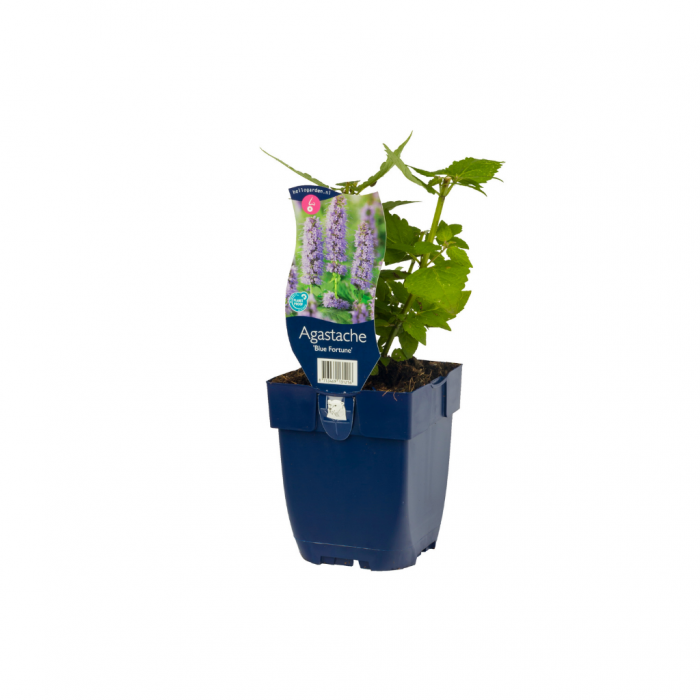 Anijsplant (Agastache 'Blue Fortune') main product photo