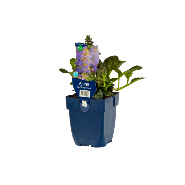 Kruipend zenegroen (Ajuga reptans 'Atropurpurea')