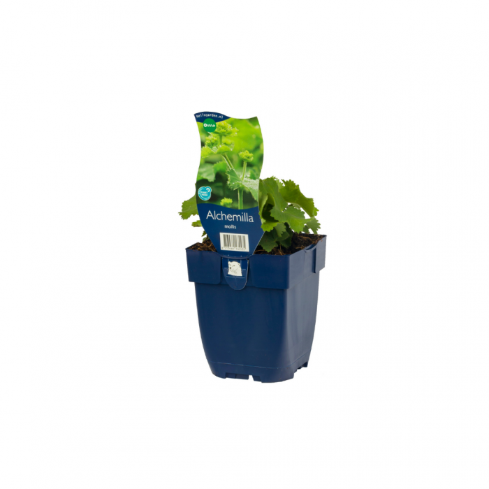 Vrouwenmantel (Alchemilla mollis) main product photo