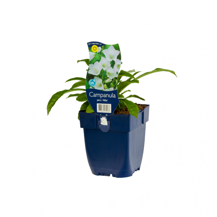 Perzikbladig klokje (Campanula pers. 'Alba') main product photo