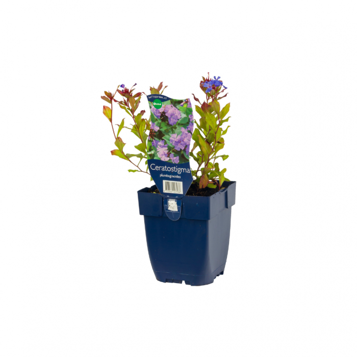 Loodkruid (Ceratostigma plumbaginoides) main product photo