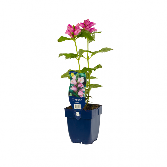 Schildpadbloem (Chelone obliqua) main product photo