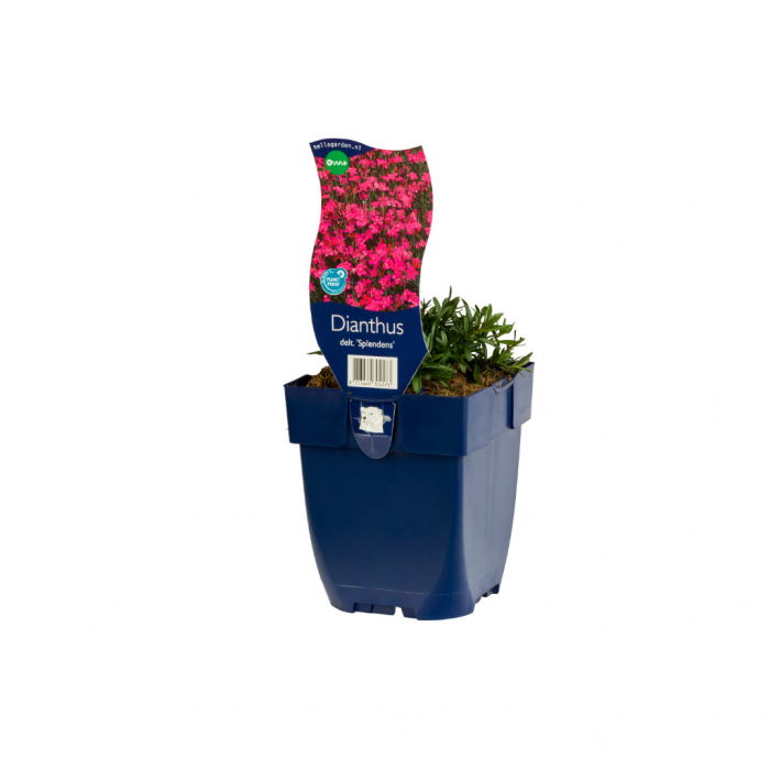 Steenanjer (Dianthus delt. 'Splendens') main product photo