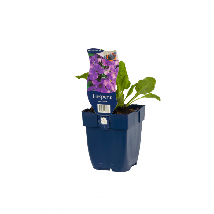 Damastbloem (Hesperis matronalis) main product photo