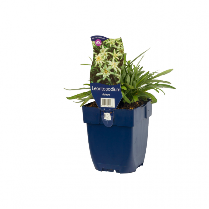 Edelweiss (Leontopodium alpinum) main product photo