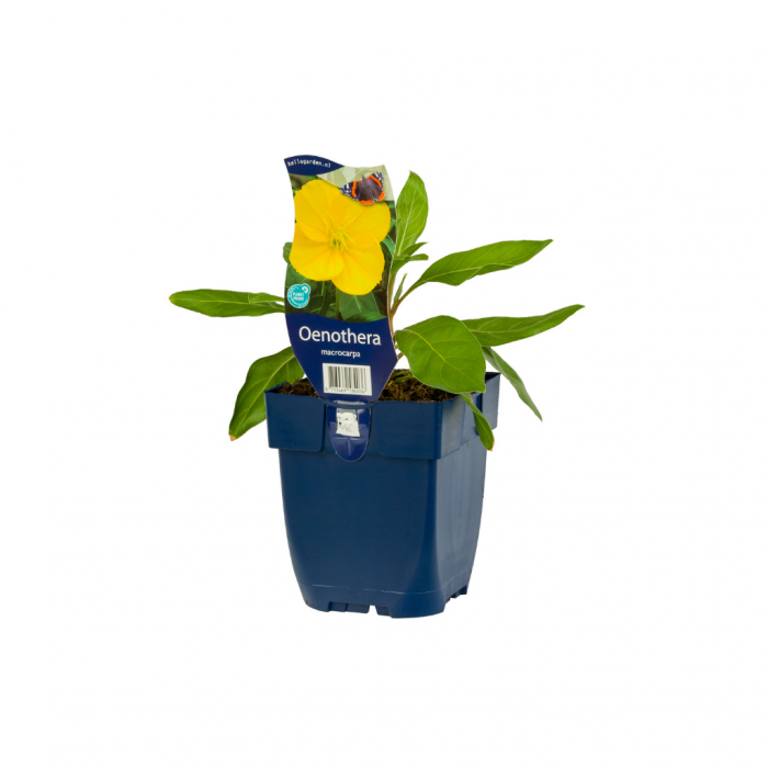 Teunisbloem (Oenothera macrocarpa) main product photo