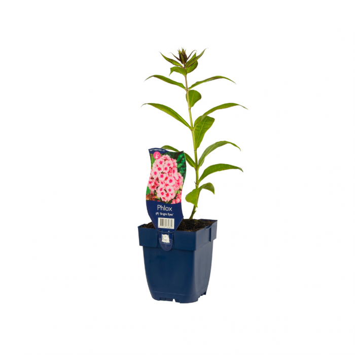 Vlambloem (Phlox (P) 'Bright Eyes') main product photo