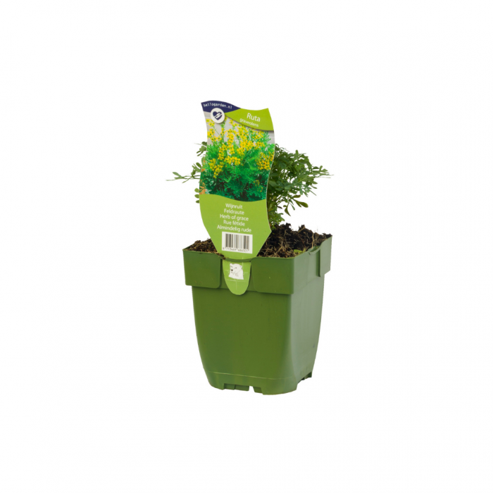 Wijnruit (Ruta graveolens) main product photo