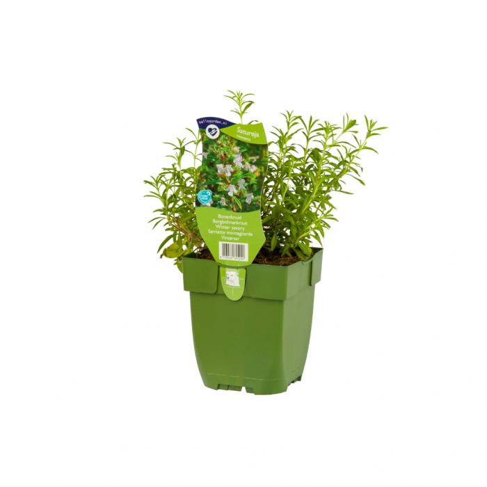 Bonenkruid (Satureja montana) main product photo