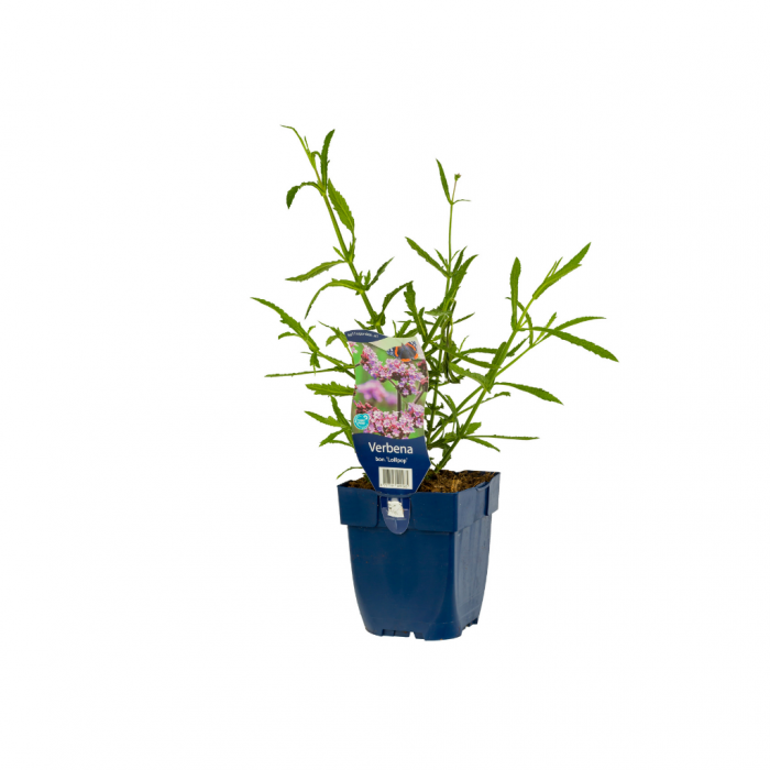 IJzerhard (Verbena bonariensis 'Lollipop') main product photo