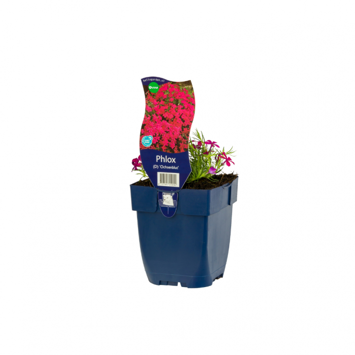 Vlambloem (Phlox (D) 'Ochsenblut') main product photo