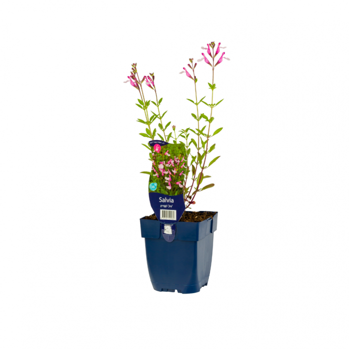 Salie (Salvia greggii 'Joy') main product photo