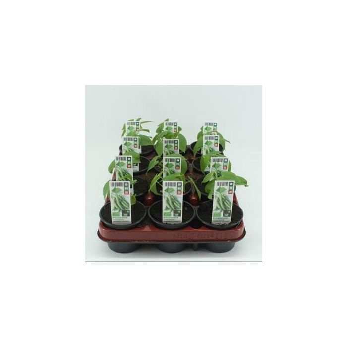 Stamslaboon BIO main product photo