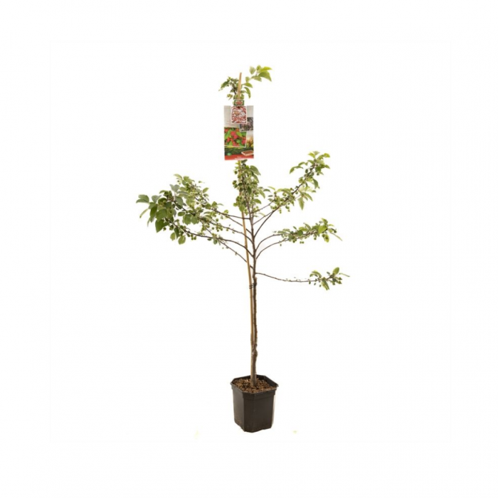 Rode sierappel (Malus Red Sentinel laagstam) main product photo
