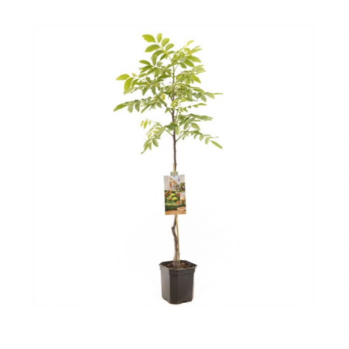 Veredelde walnoot (Juglans regia Broadview spil (vered) main product photo