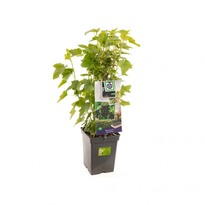 Zwarte bes (Ribes nigrum Titania main product photo
