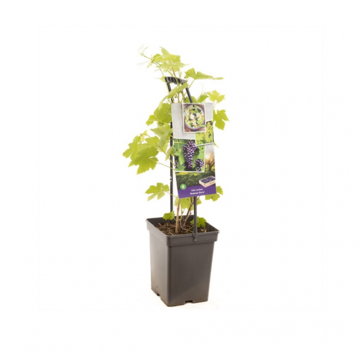 Blauwe druif (Vitis vin. Boskoop Glorie - draagbe) main product photo