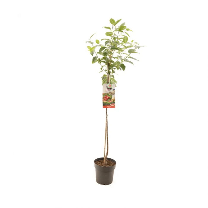 Zure kers (Prunus cerasus Morel halfstam) main product photo