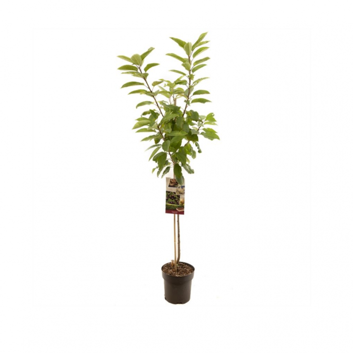 Zoete kers (Prunus avium Sunburst halfstam) main product photo
