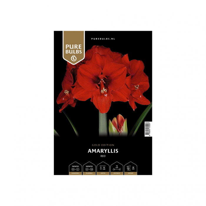 Pure Bulbs Amaryllis Red 1 bol main product photo