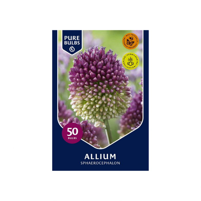 Pure Bulbs Allium Sphaerocephalon 50 bollen main product photo