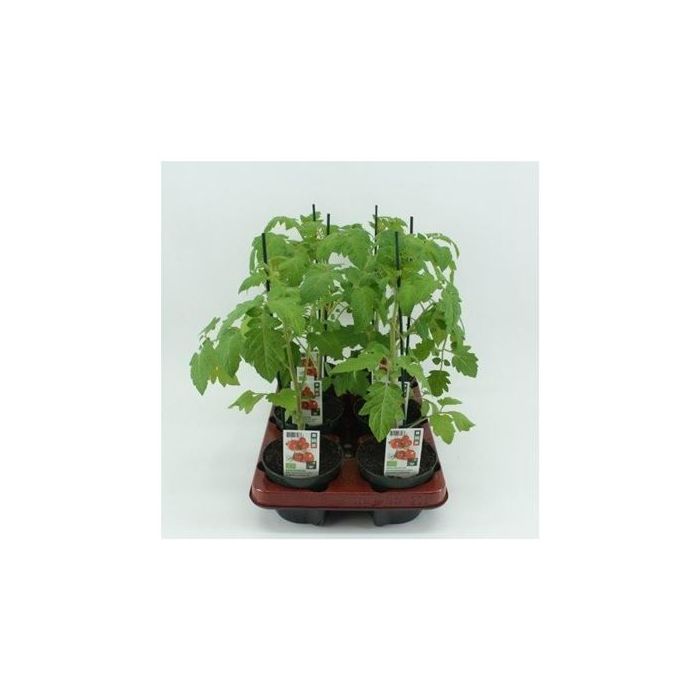 Mini pruimtomaat Geënt (Lycopersicon esculentum) BIO main product photo