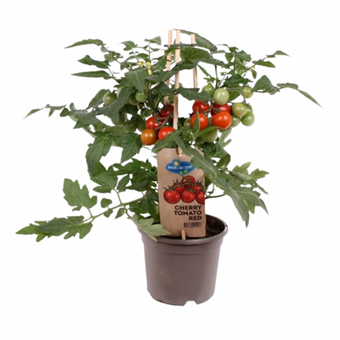 Pluk cherry tomaat rood (Solanum lycopersicum) 40 cm main product photo