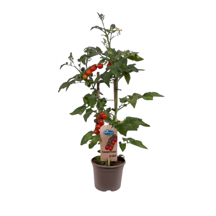 Snoep tomaatje (Solanum lycopersisum) 45 cm main product photo