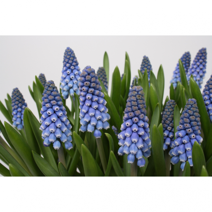 Blauwe druifjes Muscari 10 cm