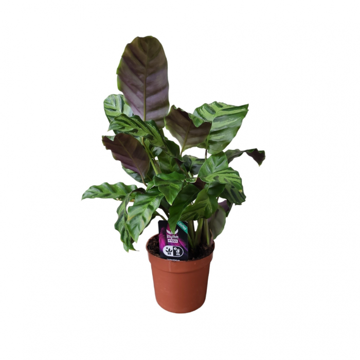 Pauwenplant (Calathea) 30 cm main product photo