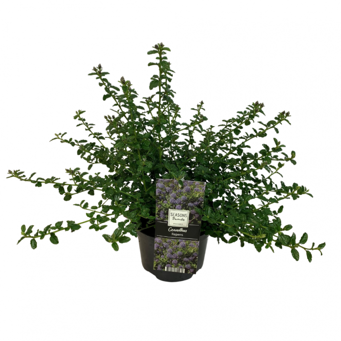 Amerikaanse Sering (Ceanothus Thyrsiflorus Repens) 30 cm main product photo